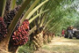 Palm oil prices volatile despite high output 