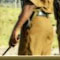 Sergeant on the mat over scolding Magistrate