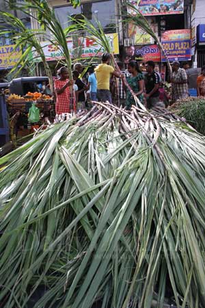 On the eve of Thaipongal Day…