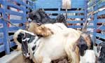 Animal Welfare, a timely need for Sri Lanka