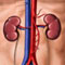 Committee to probe Indian kidney racket