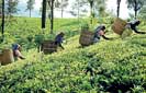 Plantation companies set future direction for worker wages with ‘revenue sharing’ as the only soluti