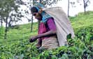 Liberalization of tea imports to Sri Lanka - Proposed tea hub