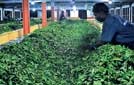 Planters explain how tea production cost is determined