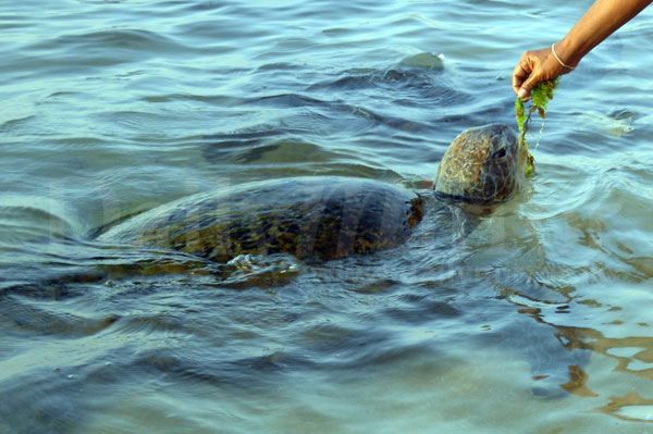 Turtle watching tourists