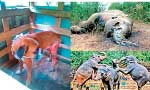 Otara Foundation appeals to govt. to enact new Animal Welfare Bill