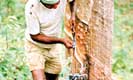 Rubber prices bounce back amid stormy weather