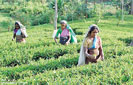 Tea industry continues to move towards negative growth trajectory in September