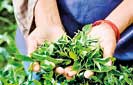 July tea exports hit by “go slow campaign”