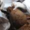 49 skeletal remains: Mystery continues