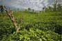 Severe drought slashes tea production; high grown output dips 11.6% during January - August 