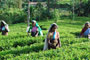 March tea output up 11% YOY 