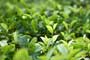 Adverse weather dampens tea production: Planters 