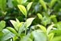 Frost damage likely to hamper January tea output- Tea broker 