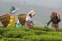 Cess hike on bulk tea put on hold; terms to be revised 