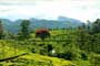 Bad weather hits Lanka’s premium teas 