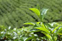 Cost competitiveness key for tea industry survival: TPL Chief 