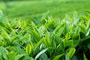 Tea auction prices decline 