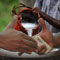 OIC arrested in toddy bribe