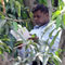 Man climbs tree for dues