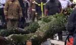 Falling tree kills motorcyclist