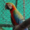  The last missing Macaw found