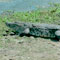 13-foot crocodile captured