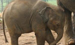 Baby jumbo handed over