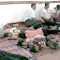 46 asylum seekers nabbed in Beruwala