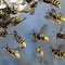 Tea workers attacked by wasps