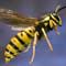 Wasp attack hospitalises 31