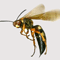 Wasp attack in Sigiriya: 20 hospitalized