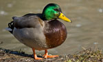 Four bailed over stealing a duck  
