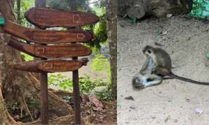 The Whinging Pome: Royal Forest Park... Kandy