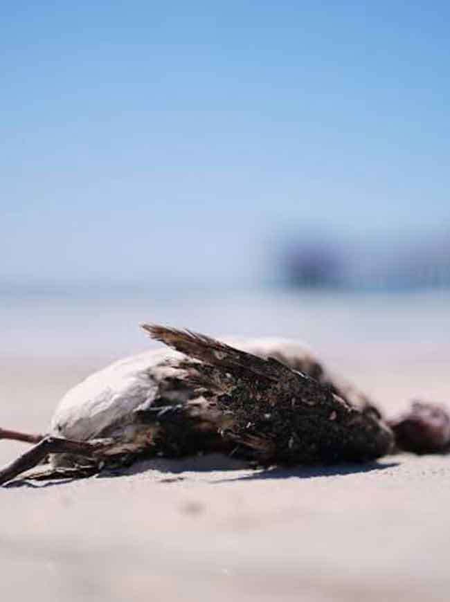 Effects of El Niño on Marine Food Chains