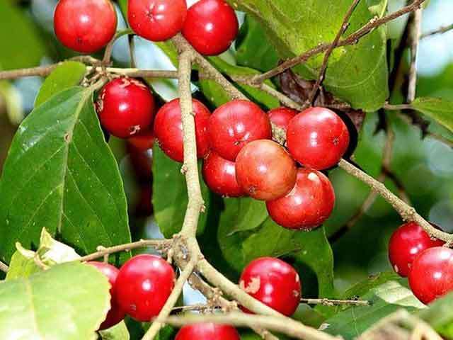 Sri Lanka’s Seasonal and Rare Fruits: A Taste of the Island