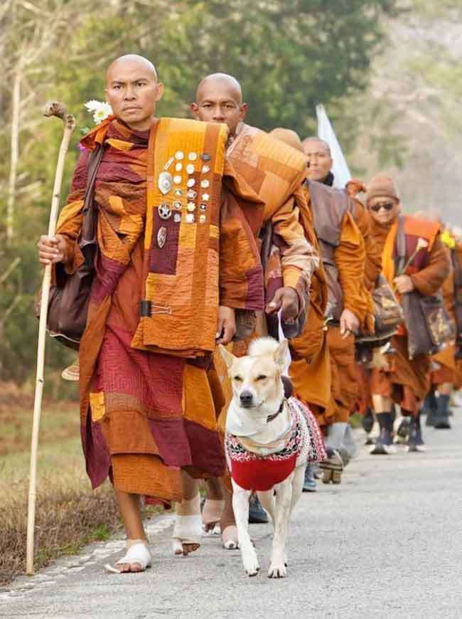 Does Aloka Know Sri Lanka’s 2.5 Million Dogs Have No Animal Welfare Law?