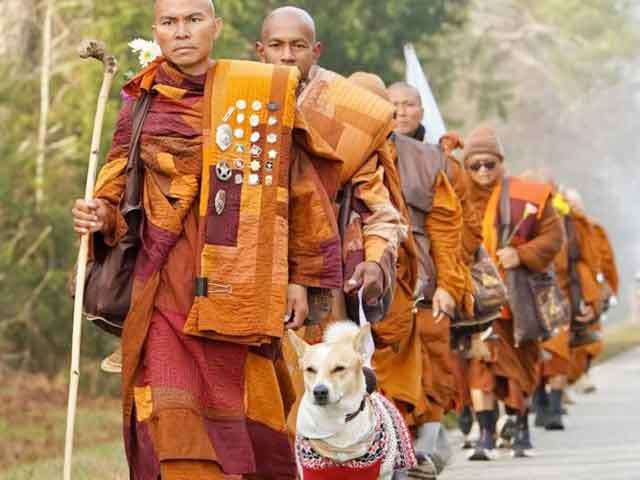 Does Aloka Know Sri Lanka’s 2.5 Million Dogs Have No Animal Welfare Law?