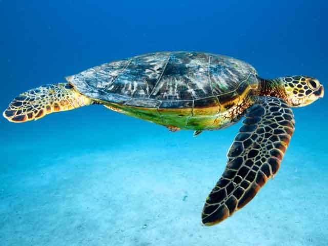 World Endangered Species Day.