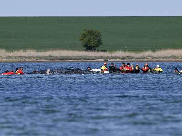 When Rescue Becomes Risk: The Story of Timmy the Whale