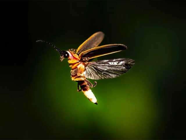 Fireflies: hope, illumination and innocence