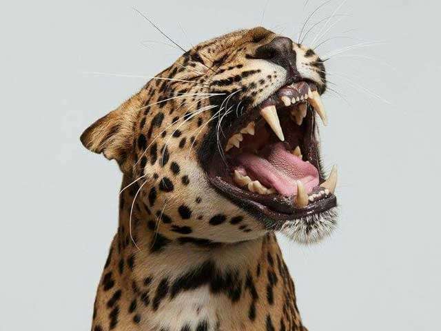 The Spectrum, the Spot