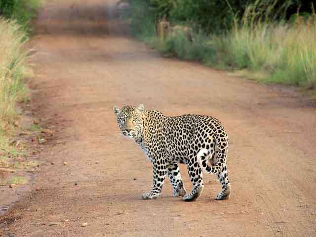 The Sri Lankan Leopard Brown Eyes Hidden Among the Ceylon Green