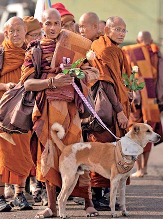 Aloka the Peace Dog Arrives in Sri Lanka:  A Walk for Compassion, Coexistence, and Change.