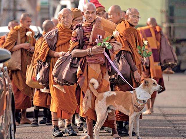 Aloka the Peace Dog Arrives in Sri Lanka:  A Walk for Compassion, Coexistence, and Change.