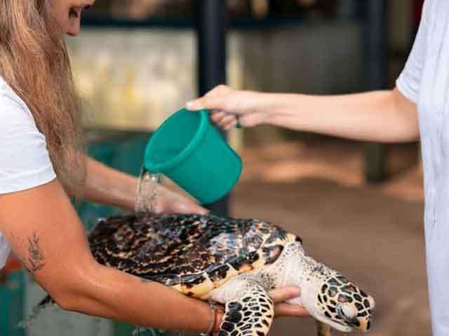 Turtle Hatchery Tourist Attractions in Sri Lanka: Conservation Effort or Exploitation for Profit?