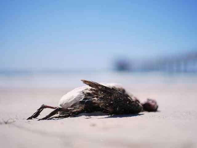 Effects of El Niño on Marine Food Chains