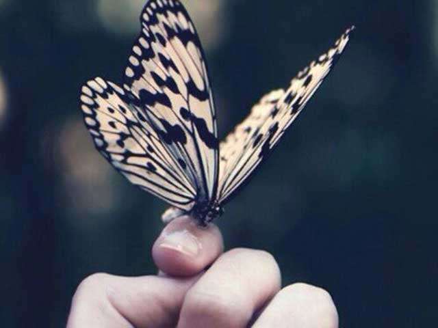 The Gentle Flutter That Keeps Nature Alive