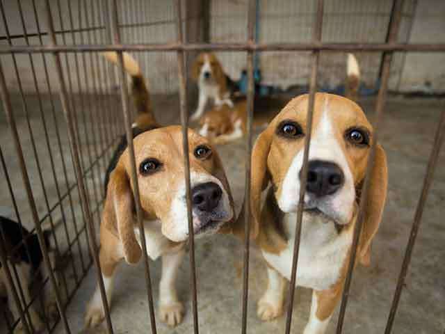 Animal Testing in Medical Research: Ethical Consideration or Scientific Necessity?
