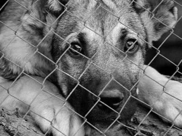 THE DISPOSABLE PET:  WHY ARE WE FAILING THE ANIMALS WE CLAIM TO LOVE?
